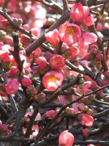 Chaenomeles - flowering quince