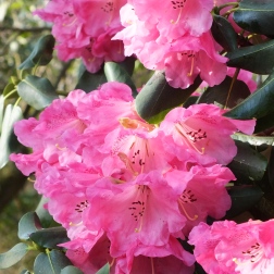Rhododendrom (Cornubia x Loderi) Rosamond