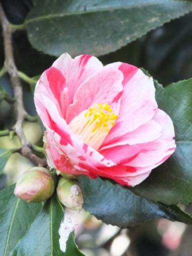 Camellia Tricolor