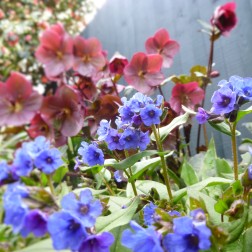 Pulmonaria Blue Ensign and Hellebore Anna's Red