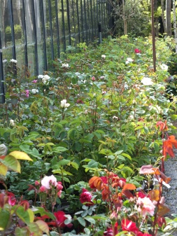 the Old Rose beds...