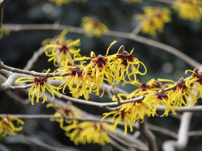 If you go down to the woods today (reprise) – Scented Witch Hazels ...
