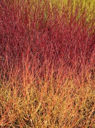 dogwoods red gold