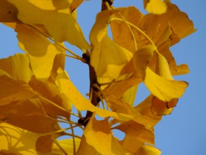 gingko golden leaves