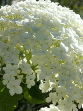 white hydrangea annabelle