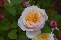 Rosa English Garden