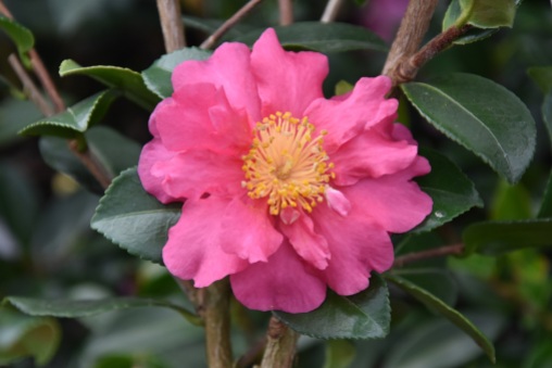 Camellia Sekiyo