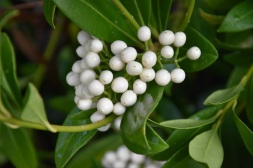 Skimmia japonica Wakehurst White