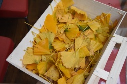 Drying Ginkgo leaves