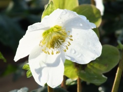 Hellebore Gold Collection Joel