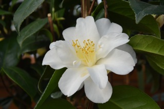 Camellia White Swan