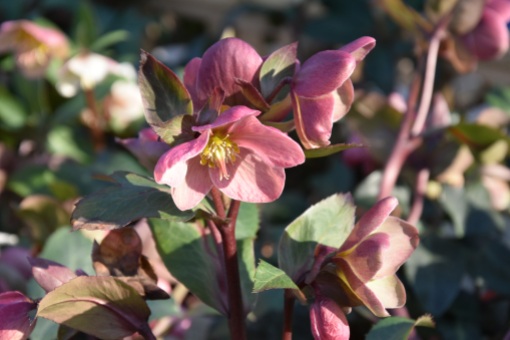 Hellebore Pink Frost