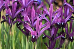 Iris Purple Gem