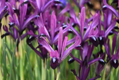 Iris Purple Gem