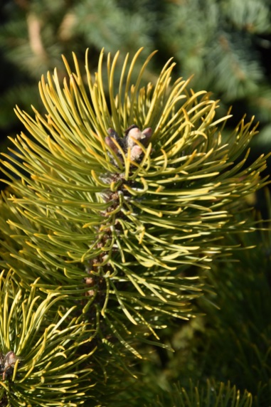 Pinus mugo Winter Sun