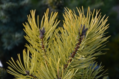 Pinus sylvestris Gold Medal