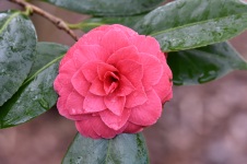 Camellia japonica C N Hovey