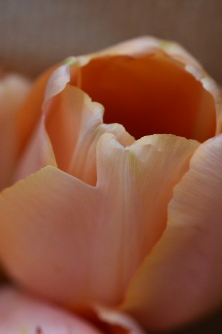 Menton Tulip