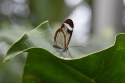 windowpane butterfly