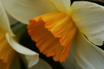 Narcissus Bravoure