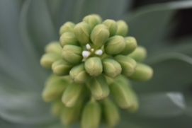 Tip of Fritillaria persica Ivory Bells