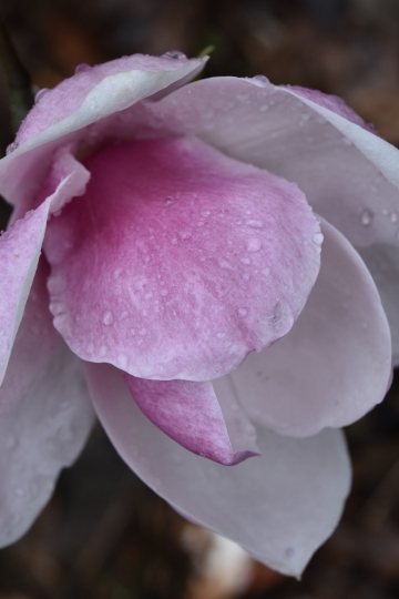 Magnolia Purple Platter