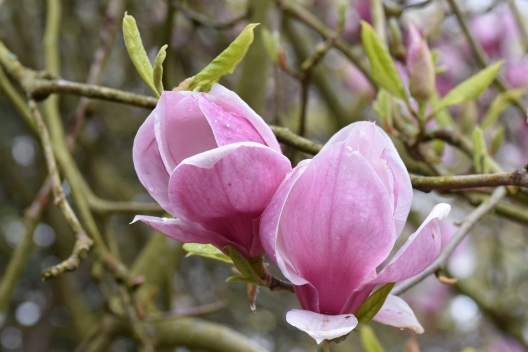 Magnolia x soulangeana Triumph