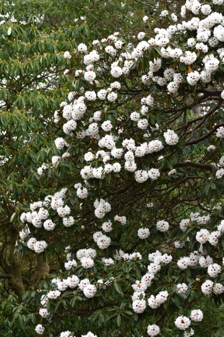 Rhododendron x arboreum calophytum Champion Tree