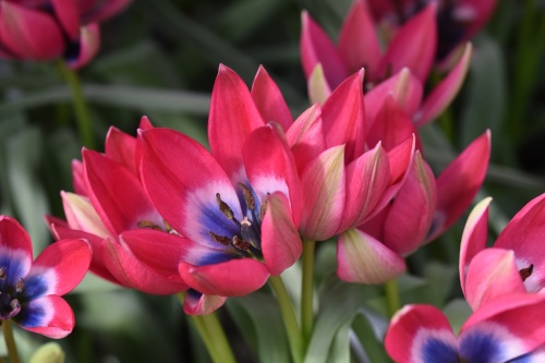 Tulip Little Beauty