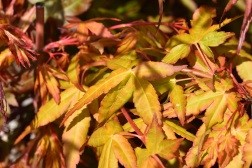Acer palmatum Tochi no hikari