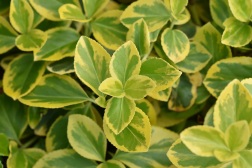 Euonymus fortunei Candale Gold
