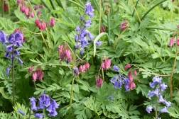 Dicentra and Bluebells