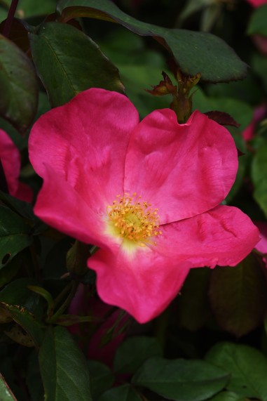 Rose of Picardy