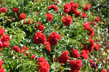Flower Carpet Red (as Standards)