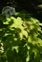 Hydrangea quercifolia gold-leaved