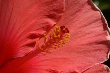 Hibiscus rosa sinsneis