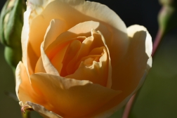 Rosa Golden Beauty 'Korberbeni'