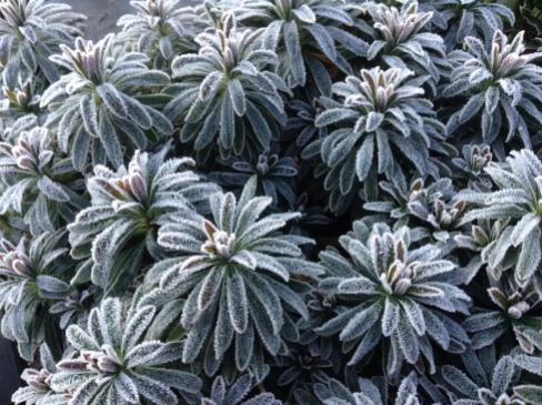 newletter-euphorbia-frosted