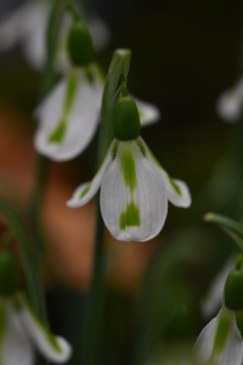 Galanthus Philippe Andre Meyer