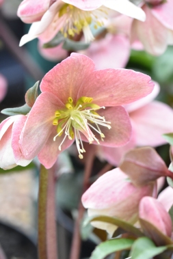 Hellebore Gold Collection Maestro