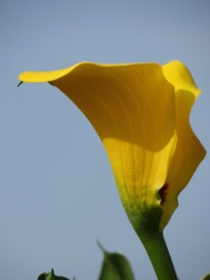 Calla lily yellow