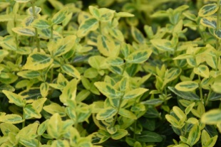 Euonymus fortunei Emerald 'n' Gold