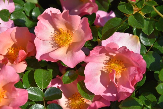 Rosa Simple Peach