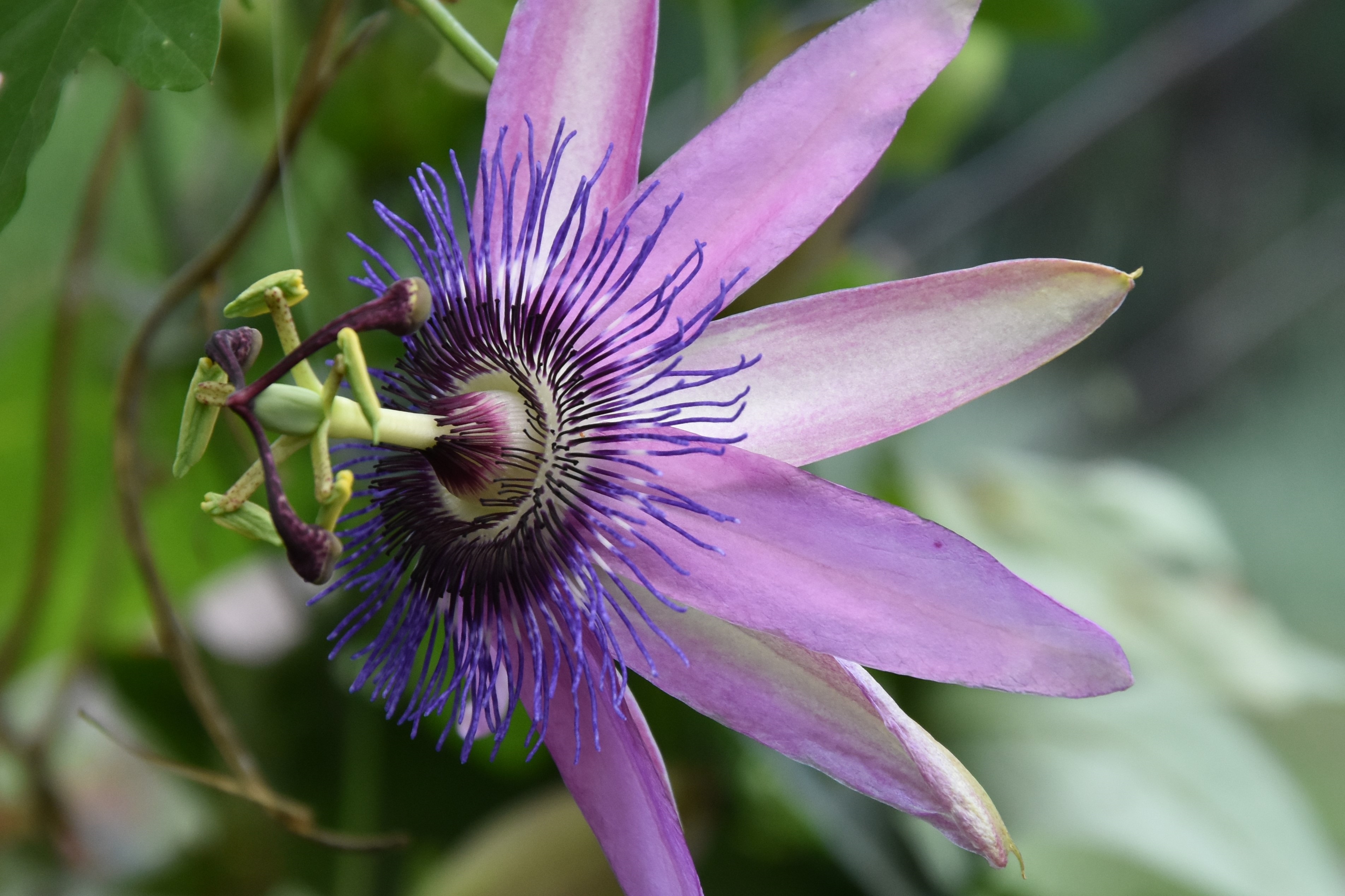 Purple – The Teddington Gardener