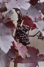 Vitis vinifera purpurea